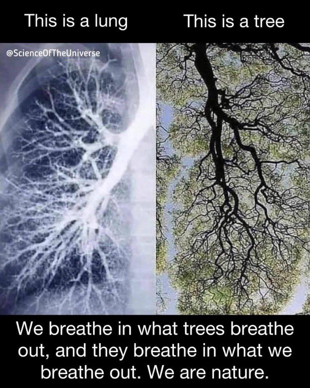 MyTreeTV's tweet image. We need more #ClimateAction and more #trees in this #ClimateEmergency 

RT if you agree 

@JudithWernli @ClimateHuman @Naturschuetzen @ecogreenlove @climatemessages @AlmuthSiegl @BonnieBouma @aninamutter @_WeRiseTogether @ECOWARRIORSS @DieGuteMinute @JKSteinberger @GretaThunberg