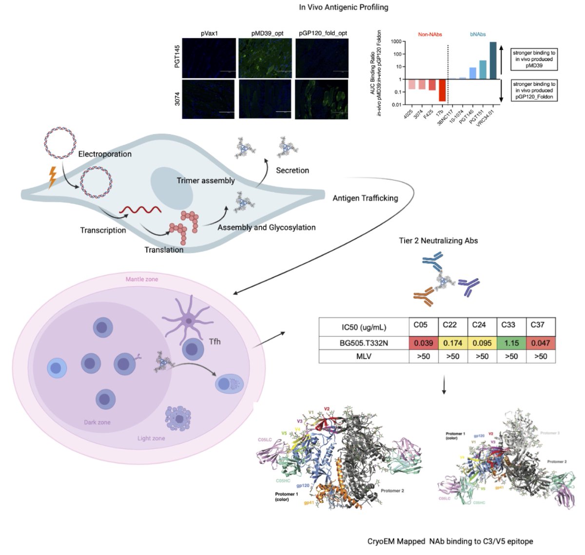 Our latest HIV vaccine paper is out! We demonstrate that an Env-encoded nucleic acid vaccine retains a native-like trimer antigenic profile in vivo and results in unique neutralization which we mapped by cryo-EM.

nature.com/articles/s4146…