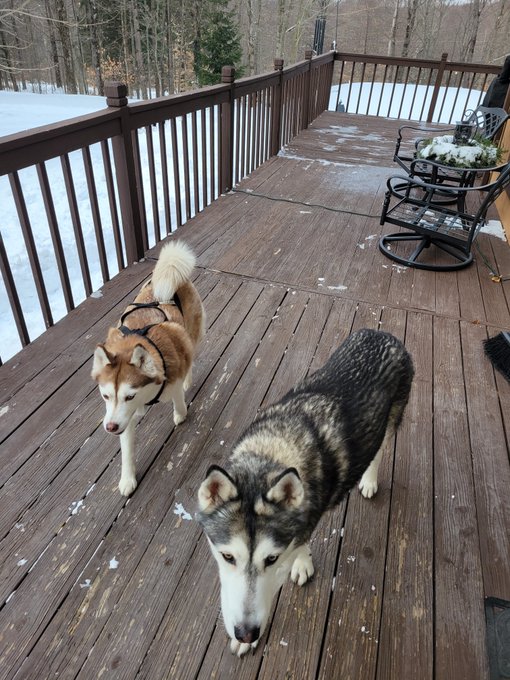 When life gives me snow I train my snow dogs to do what they were ment to do https://t.co/45Kn1NQST0