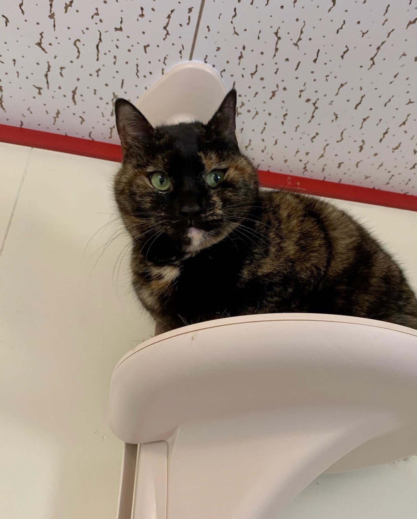 伊藤 敬子 Yoshimillmon Twitter