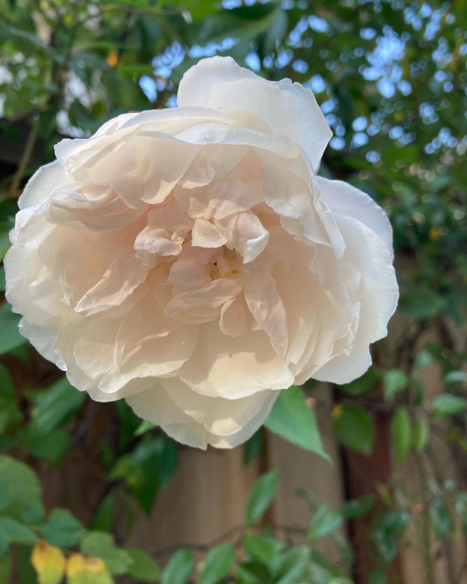 Climbing Noisette rose, Madame Alfred Carriere.
#madamealfredcarriere
#マダムアフルレッドキャリエール
#rose 
#薔薇
#noisetteroses 
#climbingroses 
#garden 
#gardening 
#庭