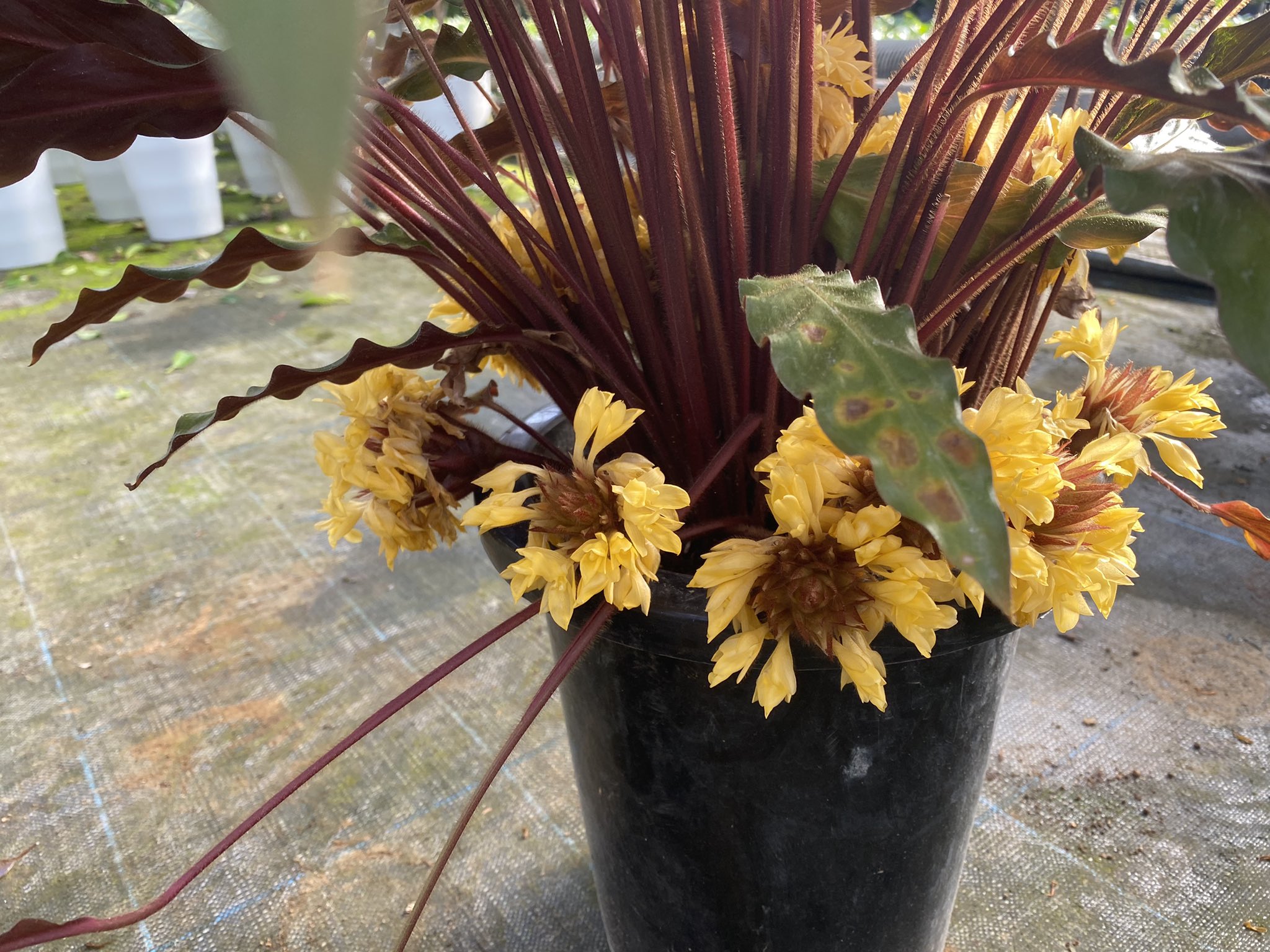 The 観葉 カラテアの花初めて見た カラテア 観葉植物 貴宝園 T Co Dtay6tzws7 Twitter