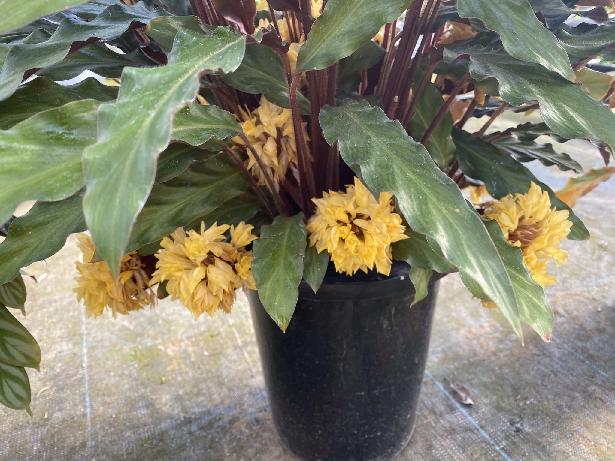 The 観葉 カラテアの花初めて見た カラテア 観葉植物 貴宝園 T Co Dtay6tzws7 Twitter