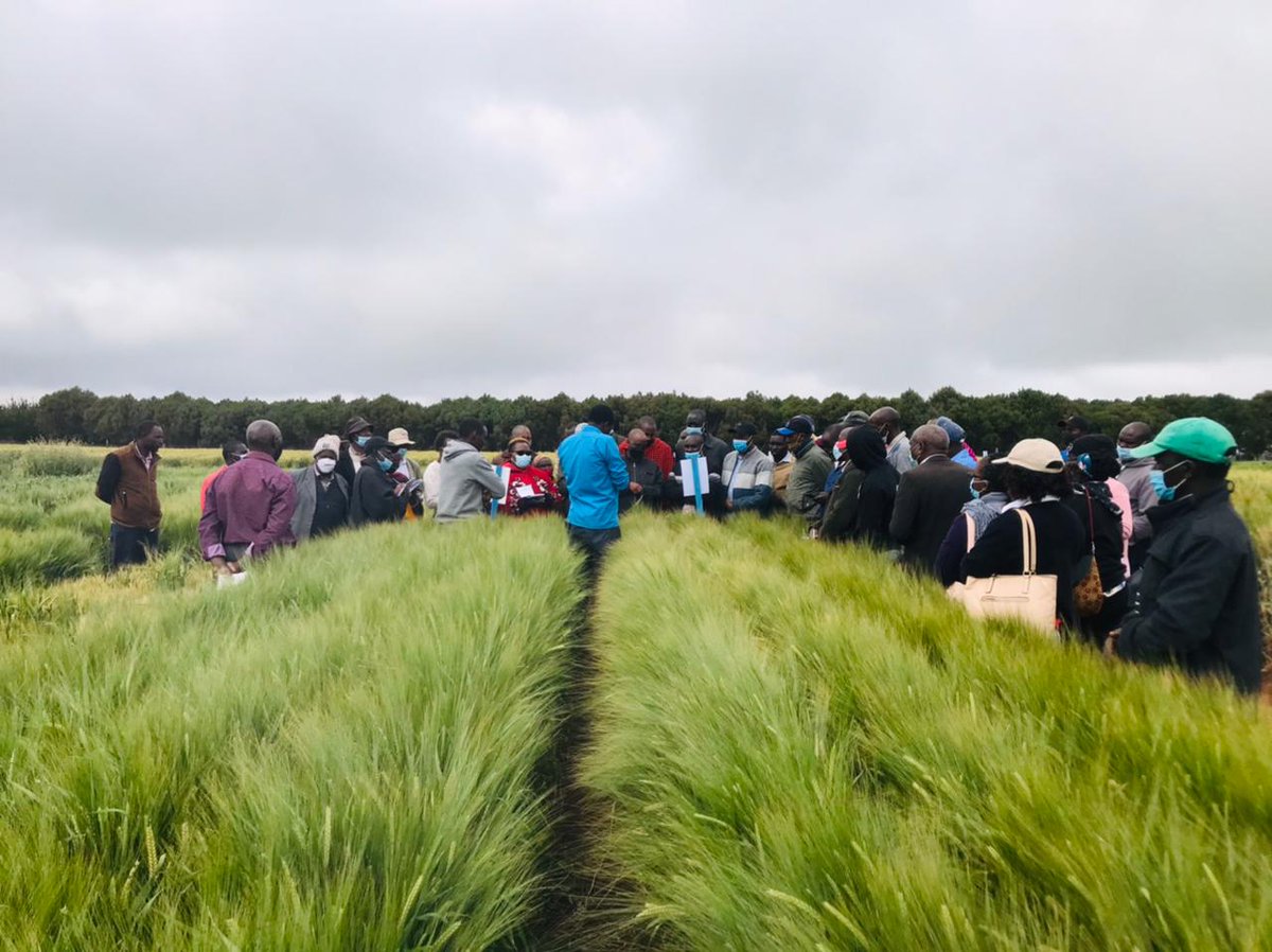 David_Agronomy's tweet photo. Thank you to the several hundred visitors who came to our trials open days this week. I hope you learnt as much as we have in preparing them! https://t.co/VDBDlwqxLP