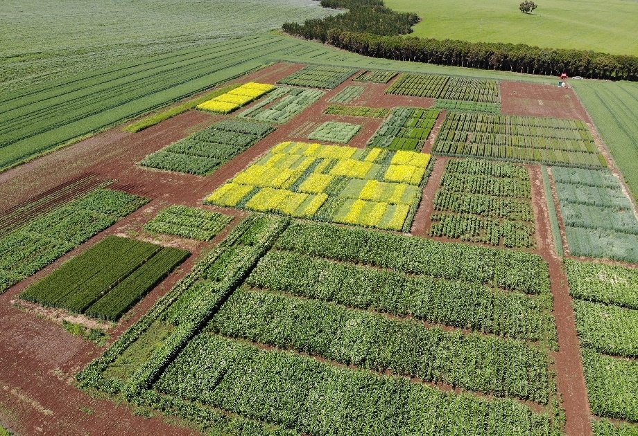 David_Agronomy's tweet photo. Thank you to the several hundred visitors who came to our trials open days this week. I hope you learnt as much as we have in preparing them! https://t.co/VDBDlwqxLP