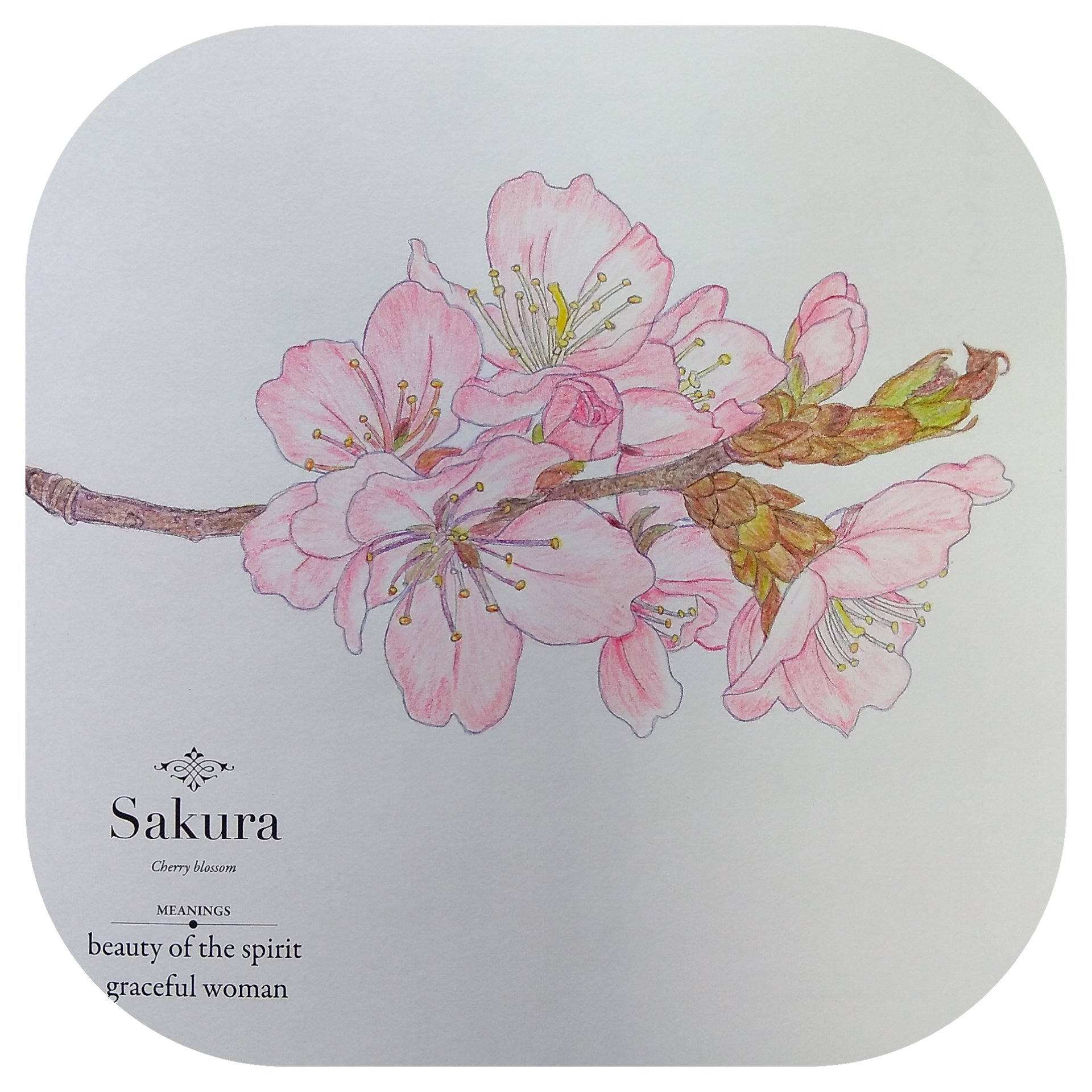 花の塗り絵 Twitter Search Twitter