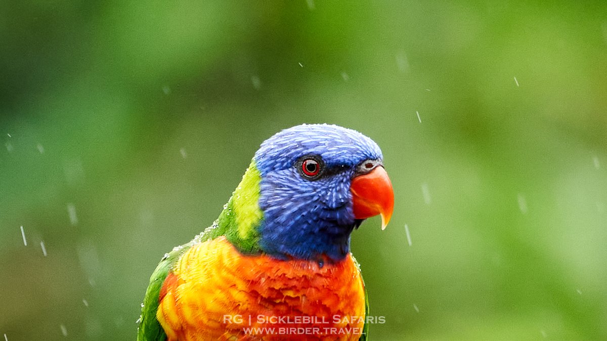 R_OnEarth's tweet photo. Rainbow Lorikeet (Lorikeet Xanthotis macleayanus) taken in the rain today. #BirdsSeenIn2022 #australia #birding #birds #nature #weather #rain #queensland https://t.co/xUKQoattsr