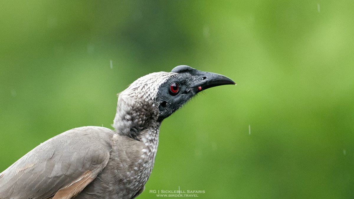 R_OnEarth's tweet photo. Hornbill Friarbird (Philemon yorki) taken in the rain today. #BirdsSeenIn2022 #australia #birding #birds #nature #weather #rain #queensland https://t.co/L0jHn1I0QO