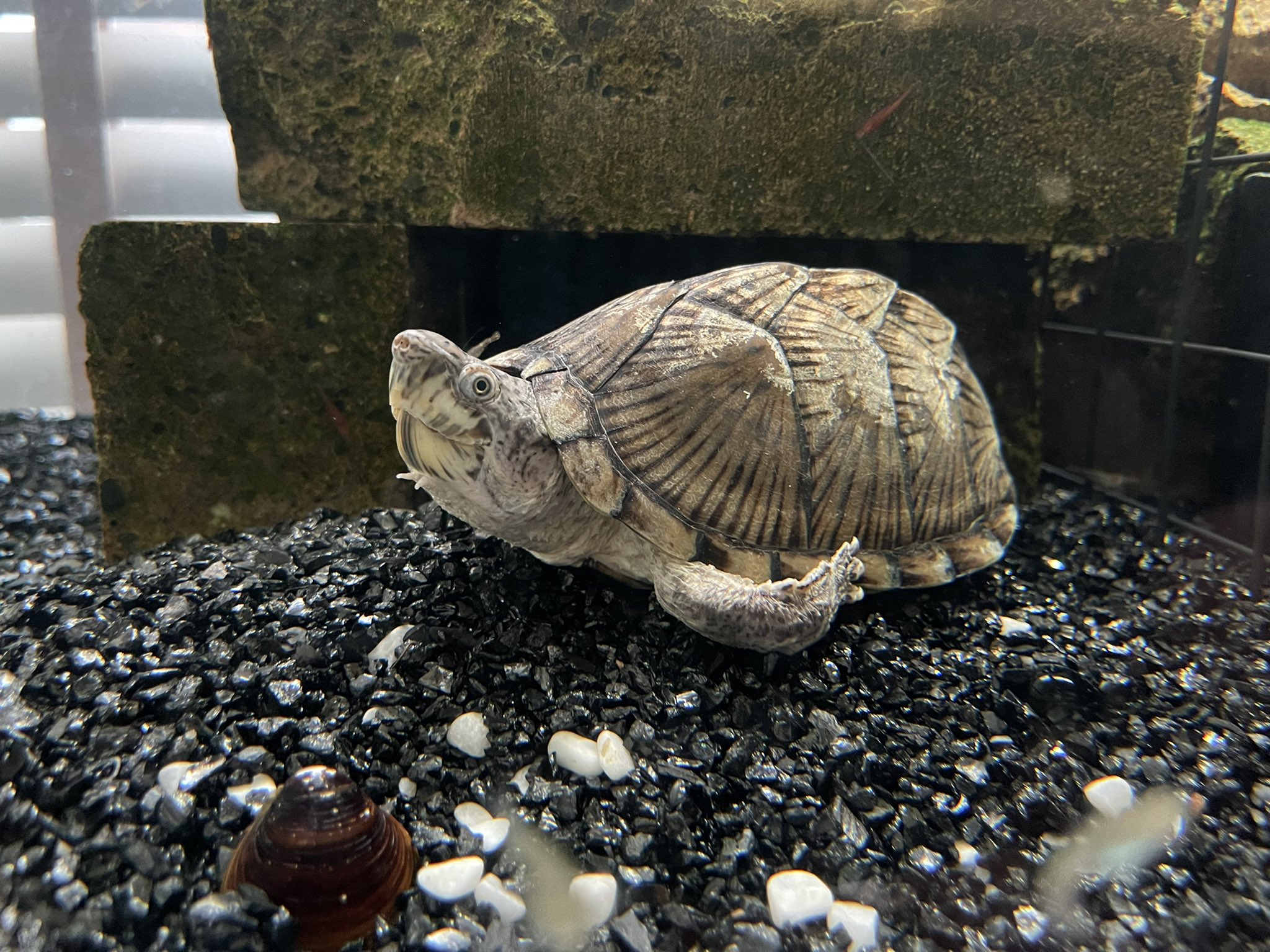 ピヨひこ なんか可愛い手足 シェルターがレンガ だからか甲羅が傷だらけ カメ 水槽はベアタンクが良いのかなぁ カブトニオイガメ ベアタンク カメ水槽 T Co L6nttunju5 Twitter