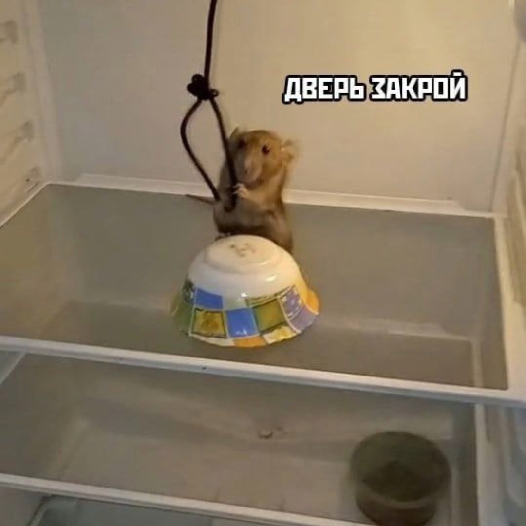фото мышь повесилась в холодильнике