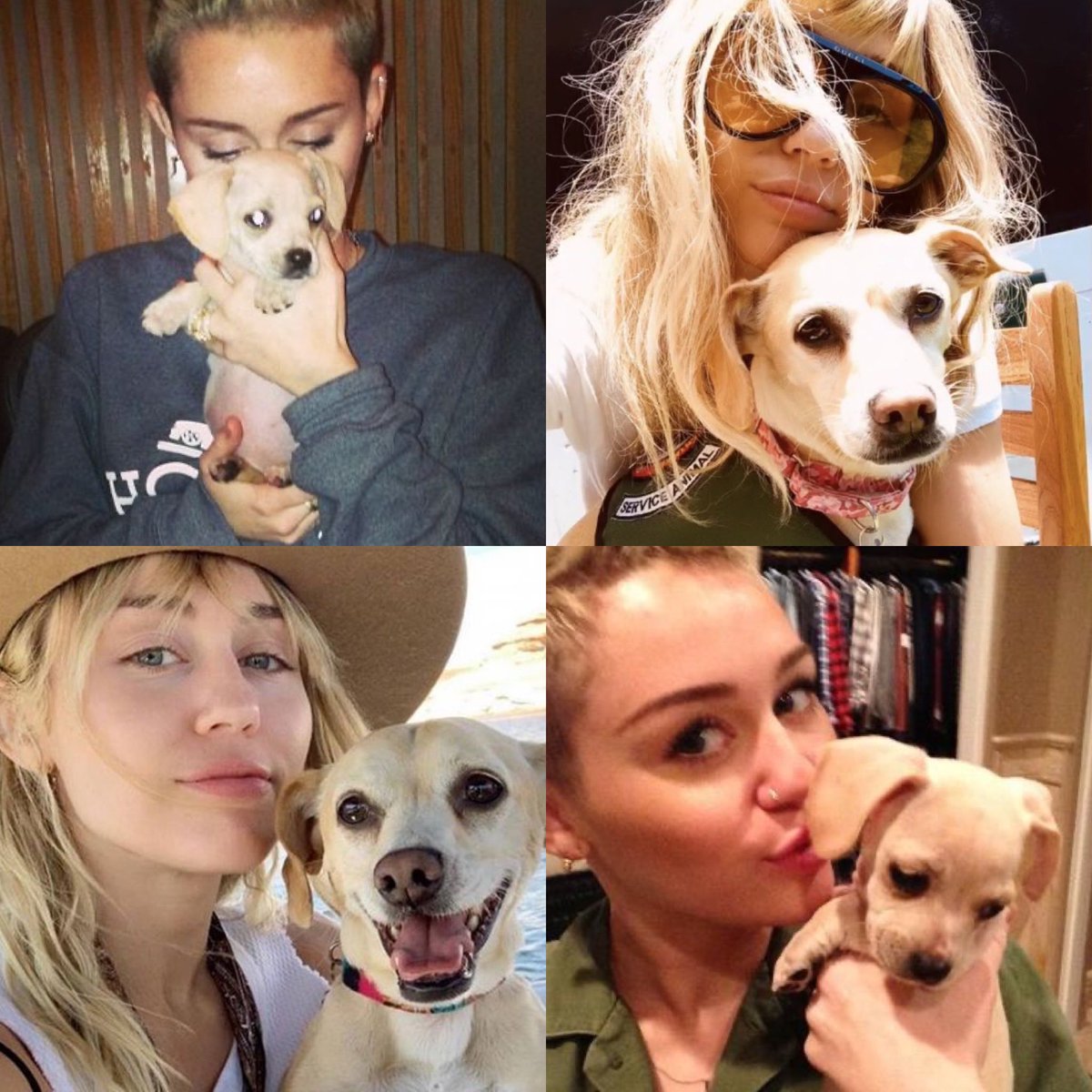 mileyIoves's tweet photo. Miley and Bean are the most adorable thing💐 https://t.co/ib31nBI3jw