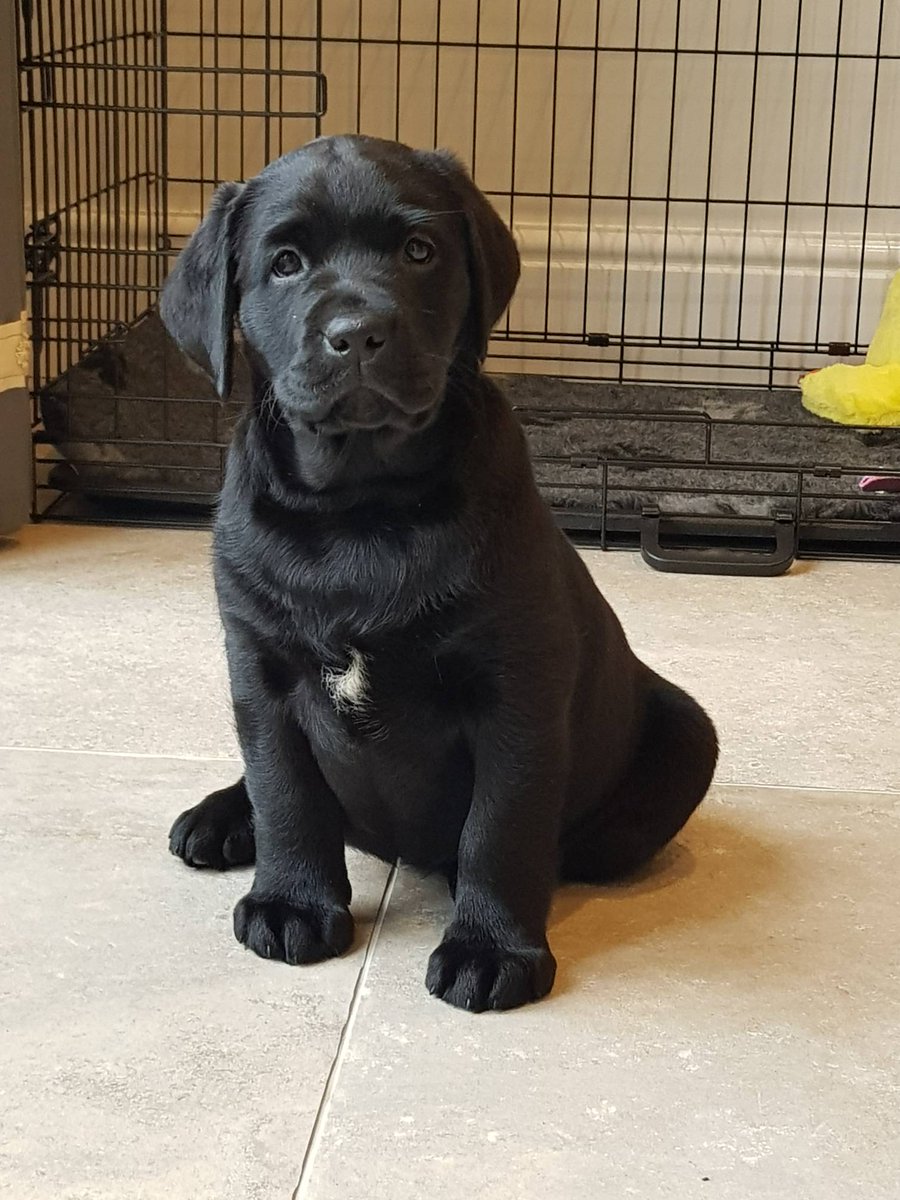jbevans03's tweet photo. Say hello to Bess our new baby https://t.co/zzuKBaMTby