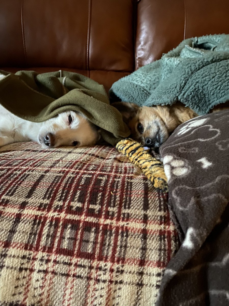 richie_rich77's tweet photo. Todays #PupPics 🥰🥰🥰🐷🐷🐷🐶🐶🐶 https://t.co/ILBAOiXLiS