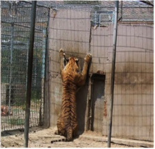 NKOTBsWolf's tweet photo. .@SenGaryPeters Please cosponsor HR263/S1210 the Big Cat Public Safety Act to end big cat abuse! #BigCatAct @BigCatRescue https://t.co/af7YNqM0C8
