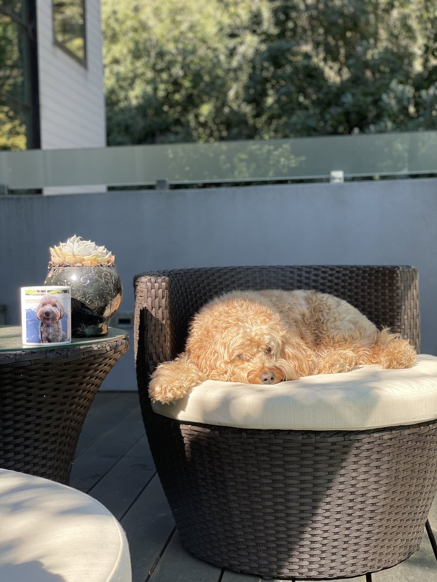 HelloPixelPup's tweet image. ☀️💤☀️💤☀️

#dontwakeme #saturdayvibes #saturdaymorningnap #hellopixelpup