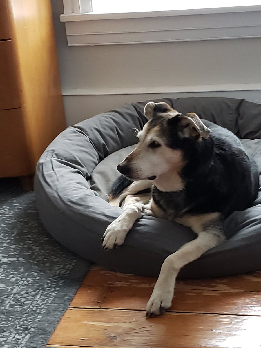 This is our beautiful new family member, Opal.