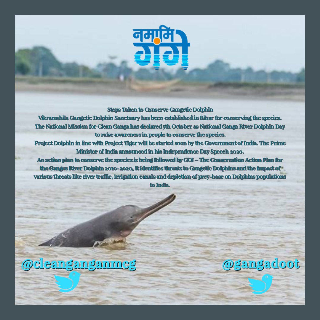 gangadoot's tweet photo. Vikramshila Gangetic Dolphin Sanctuary(VGDS),Bhagalpur, Bihar is the only sanctuary for the conservation of Gangetic dolphins in India.
#VGDS #Bhagalpur
@cleanganganmcg @asokji
@DipakKrIAS @DEFCCOfficial
@DMbhagalpur https://t.co/3JknNicwfs