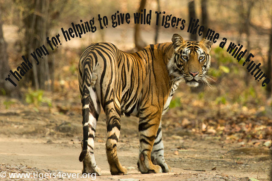 Royal Bengal Tiger  Tigers4Ever Giving wild tigers a wild future