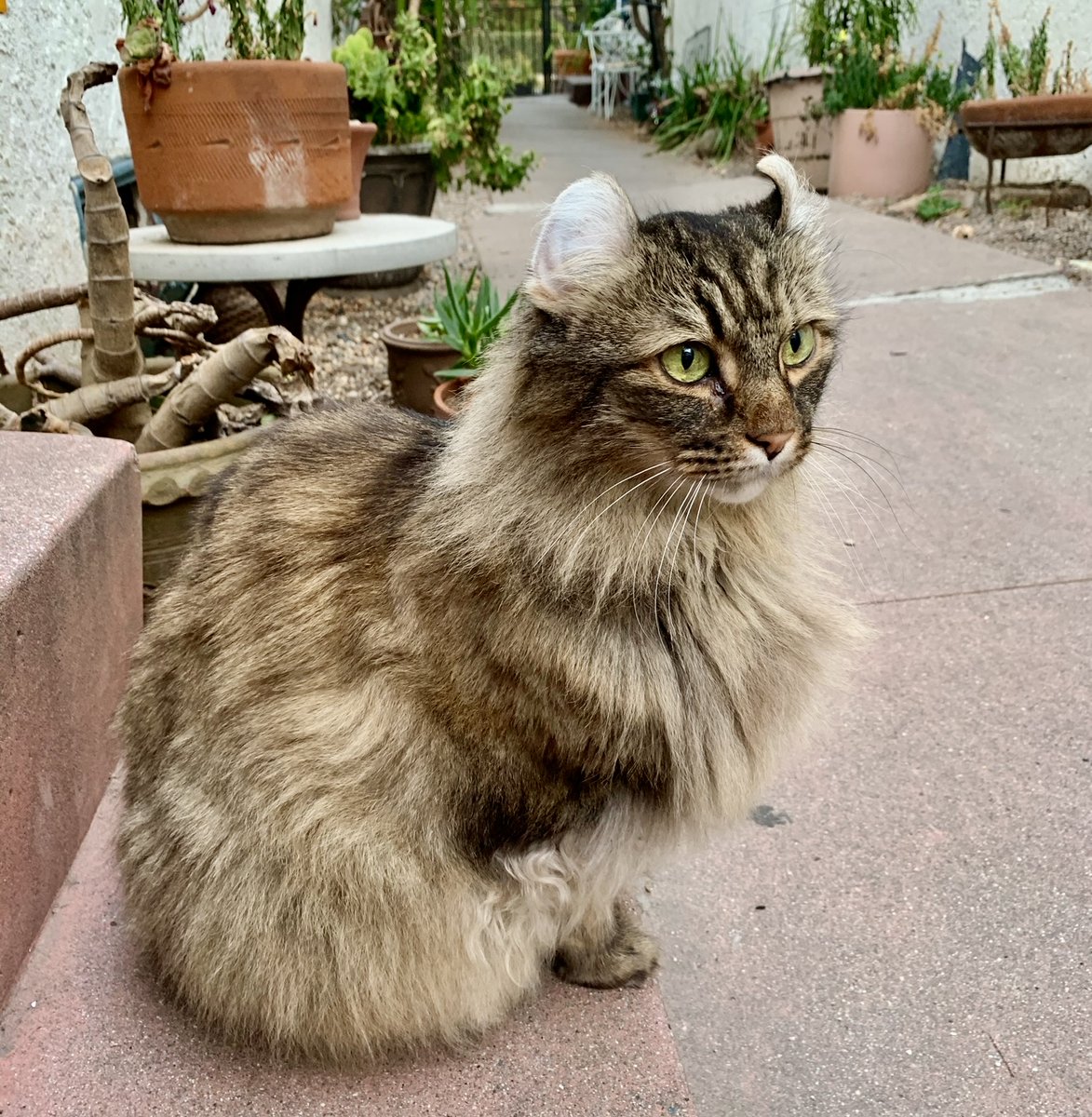 kongregate's tweet photo. Here’s one of Izzy, the #tripawed inspiration for this Kongpanion. 😻 https://t.co/8Uxa235gWM