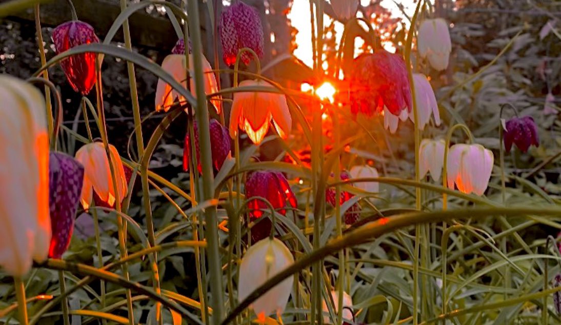 WaltzGarden's tweet photo. When dawn light has reached the woodland floor https://t.co/W12Ct3Y25K