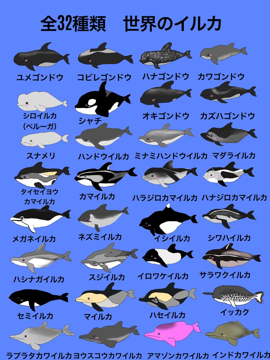 今見つかってるだけの32種類のイルカたちを自分とタッチで描いてみまし