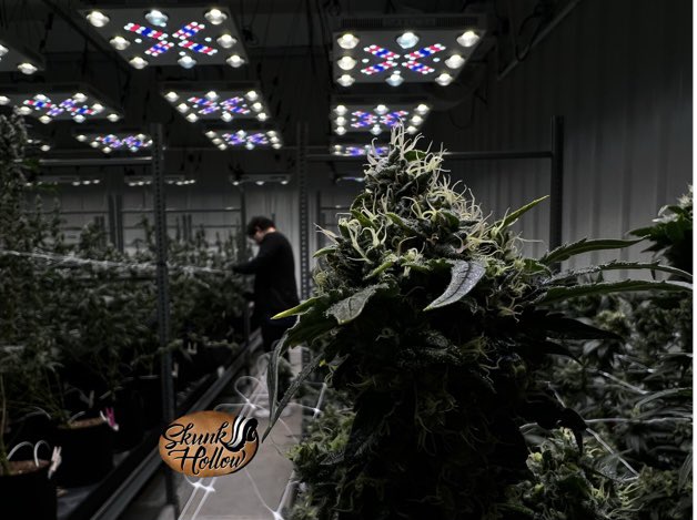 SkunkHollow's tweet photo. Nothing like working in the flower room, the smells knock you over backwards! 🦨⛽️🔥🤤#stoner https://t.co/T1C40e9bIs