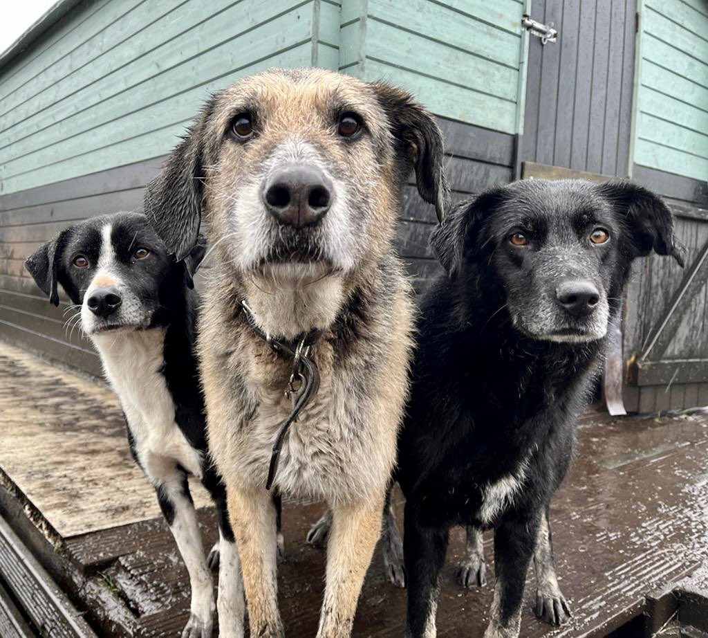 Dogs 4 Rescue tweet media