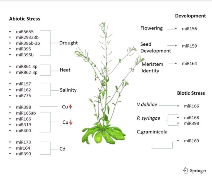 sajidfiaz50's tweet photo. Happy to share our article got online #MolBioRep @SpringerPlants.
Have a great read.
https://t.co/JPEfivpJxc https://t.co/z6VpkBmHsI