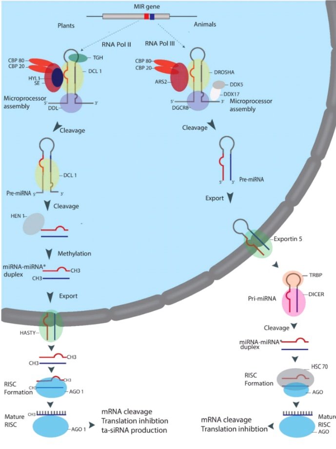 sajidfiaz50's tweet photo. Happy to share our article got online #MolBioRep @SpringerPlants.
Have a great read.
https://t.co/JPEfivpJxc https://t.co/z6VpkBmHsI