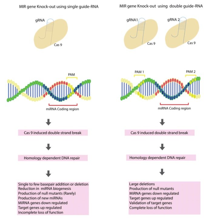 sajidfiaz50's tweet photo. Happy to share our article got online #MolBioRep @SpringerPlants.
Have a great read.
https://t.co/JPEfivpJxc https://t.co/z6VpkBmHsI