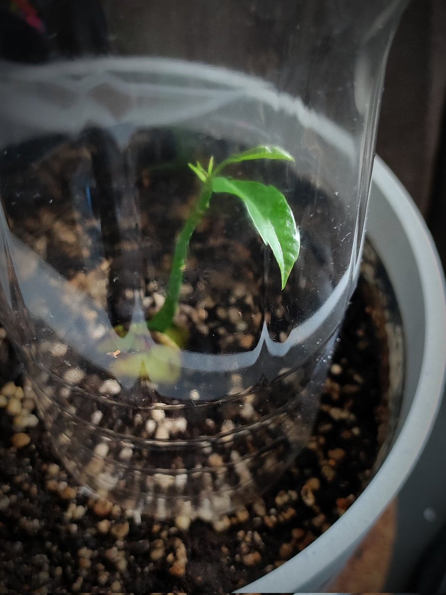 kmotra_liska's tweet photo. Sobota = #MiniMango.
Za tento týden moc nepovyrostlo, ale nasadilo na několik dalších lístků, které zatím vypadají, že se jim upadávat nechce, tak nám držím palce.
Jaro je za rohem (ne, ještě tu není, pár sněženek jaro nedělá, zima může nepříjemně překvapit), vydrž, rostlinko! https://t.co/3iNyY6ClnC