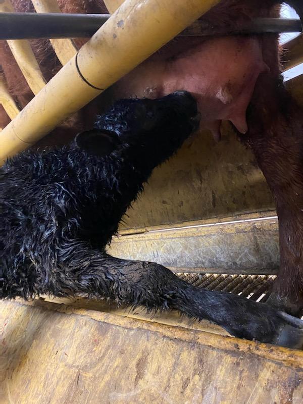 KingForTexas's tweet photo. Even in the middle of early voting, life goes on. Calving heifers on a cold February night can sure bring things into perspective! Watching a new life enter the world, take its first breath, and first steps never gets old. https://t.co/yALSacu5Wo