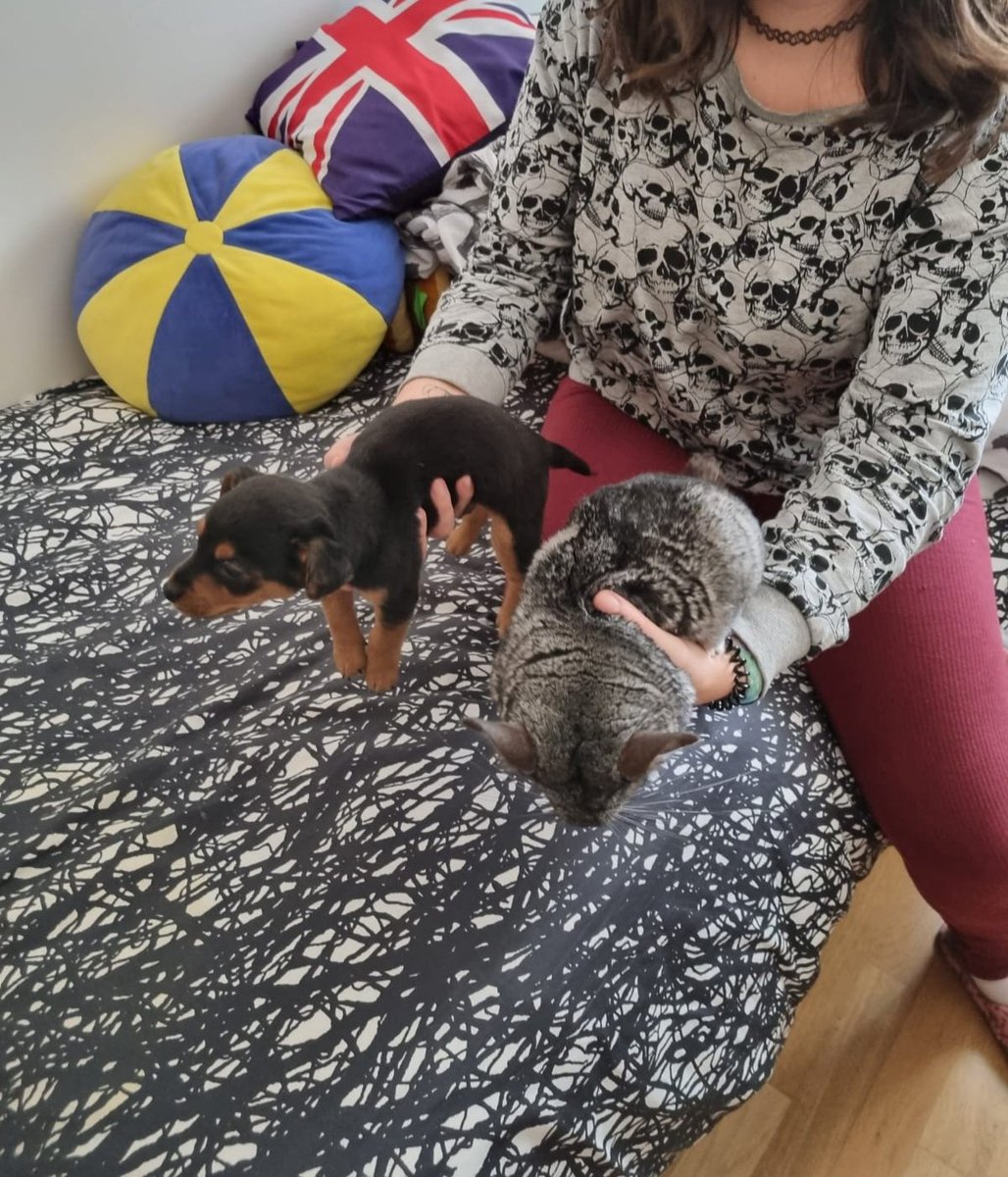 LauritaSaanchez's tweet photo. literalmente es como mi chinchilla de tamaño, son iguales, me muero de amor. 🐶🐭❤️ https://t.co/xRZttOKVob
