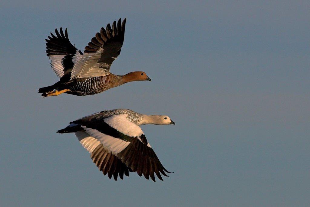 edgareiris's tweet photo. Caiquén es el ganso de Magallanes (Chloephaga picta). Se les ve siempre en pareja. La hembra de color café y el macho con blanco predominante. 
Son hermosos 😍 https://t.co/7gg7E5lVdV