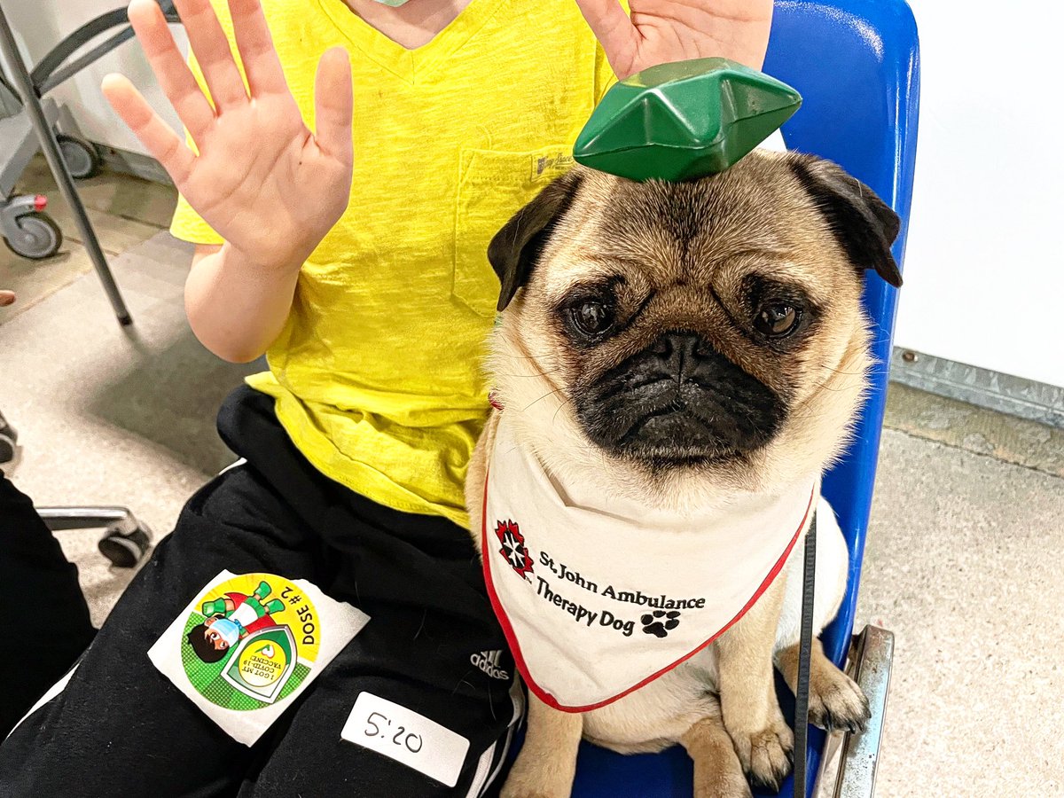 When the de-stress pug isn’t enough you “double stack”with a stress star ⭐️ ~ Zombie Pug 

#therapydog #workingdog #vaccineclinic #COVID19 #ldnont #pug #puglife