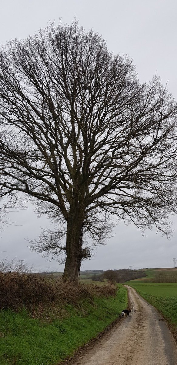 EkoLogIt's tweet image. Large Solitary Oak near #Contay, #Amiens, Picardy 🇨🇵 A good candidate for #CoolTree? @PieterDeFrenne @ForNaLab @GuillaumeDecocq @UMR_EDYSAN