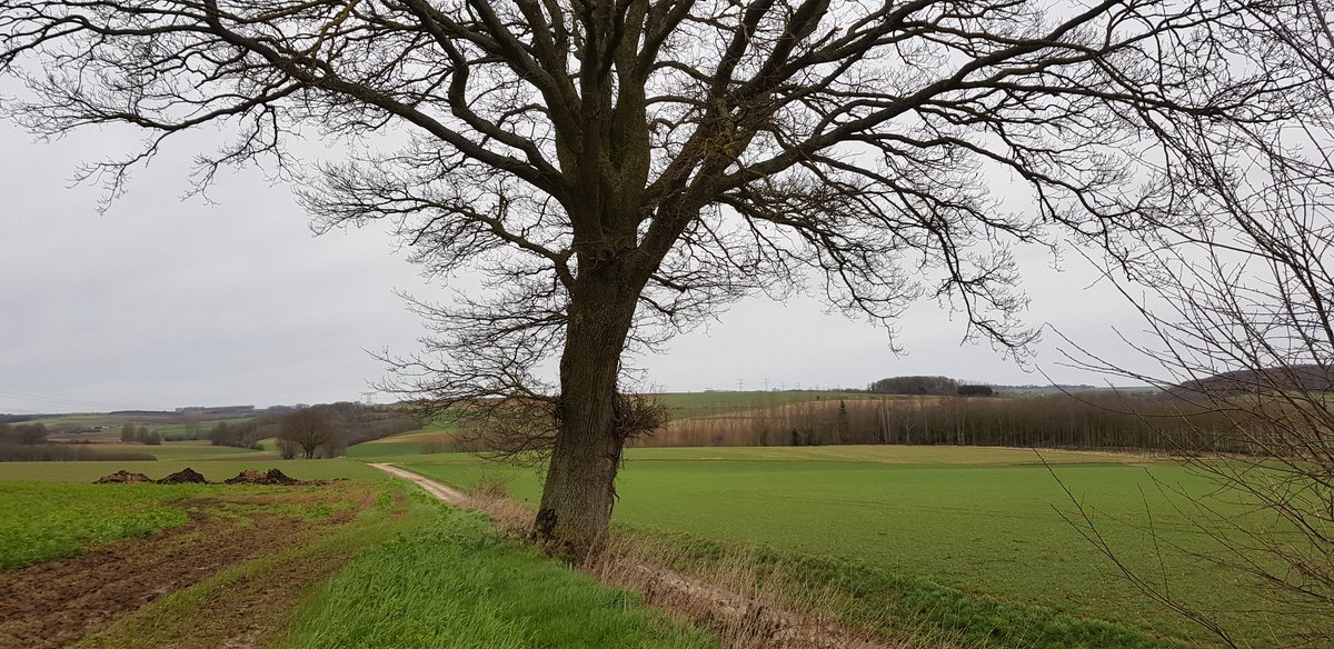 EkoLogIt's tweet image. Large Solitary Oak near #Contay, #Amiens, Picardy 🇨🇵 A good candidate for #CoolTree? @PieterDeFrenne @ForNaLab @GuillaumeDecocq @UMR_EDYSAN