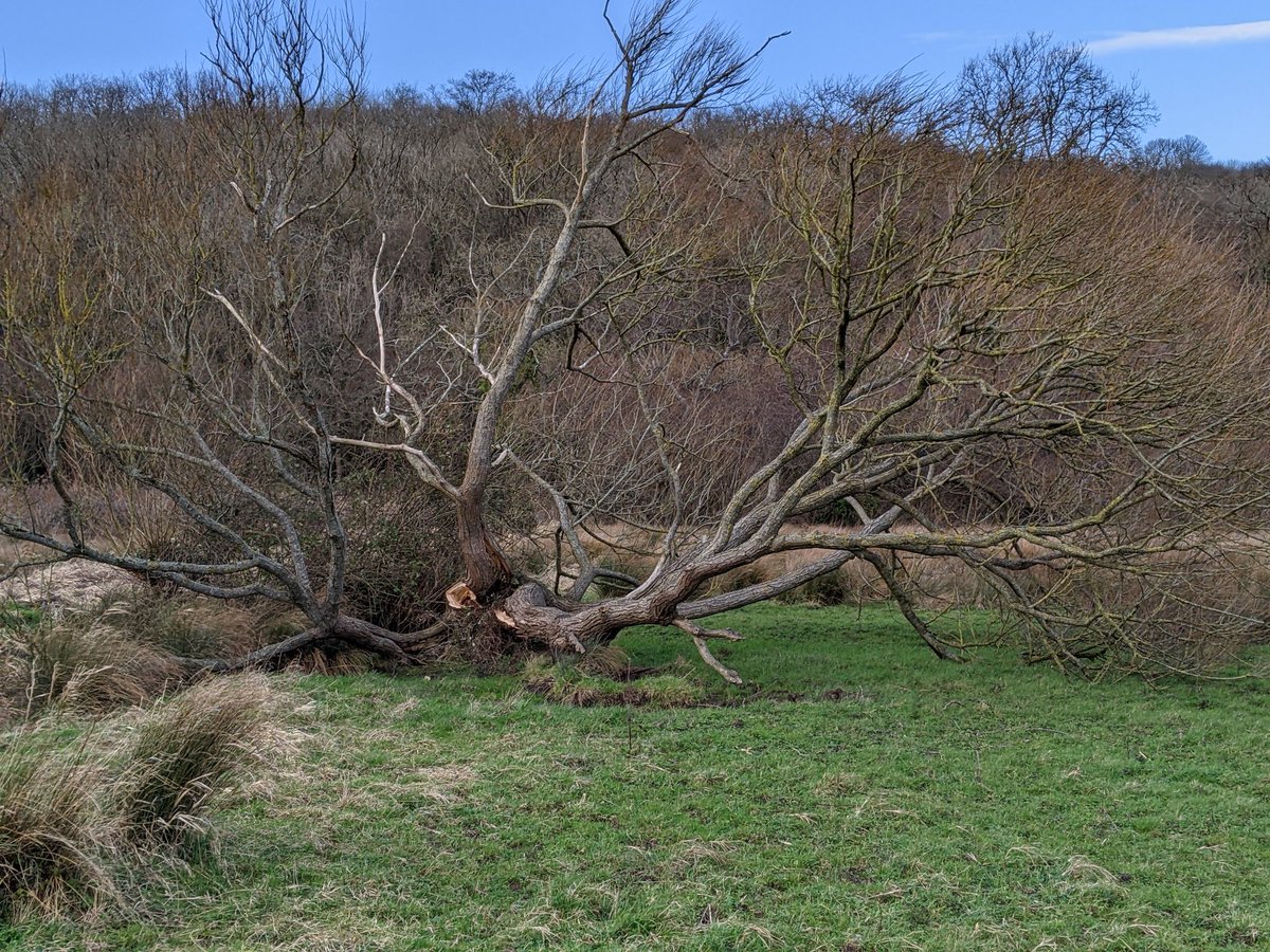 gillydormouse's tweet photo. My favourite tree has taken a bit of a hammering 😥 https://t.co/4L2sKoucZo