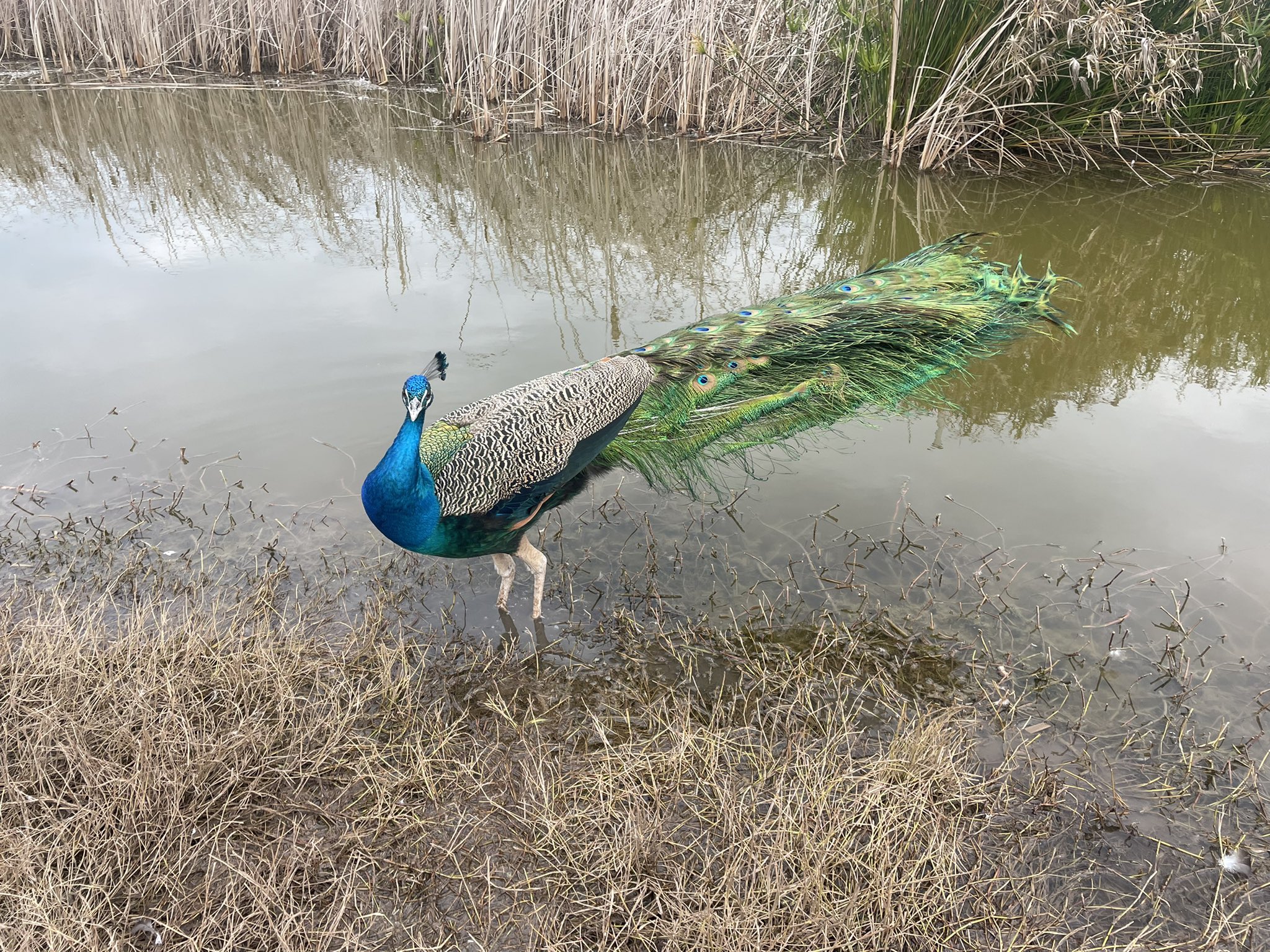 Damon 触手可及的孔雀 T Co 0x9aooxrss Twitter