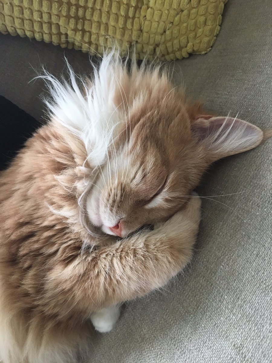 RMainecoon's tweet photo. @thechrisbarron Happy #Caturday https://t.co/SZmUGKb4xs
