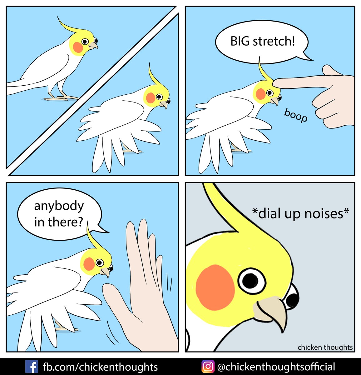 Chicken Thoughts (@chickythoughts) on Twitter photo 