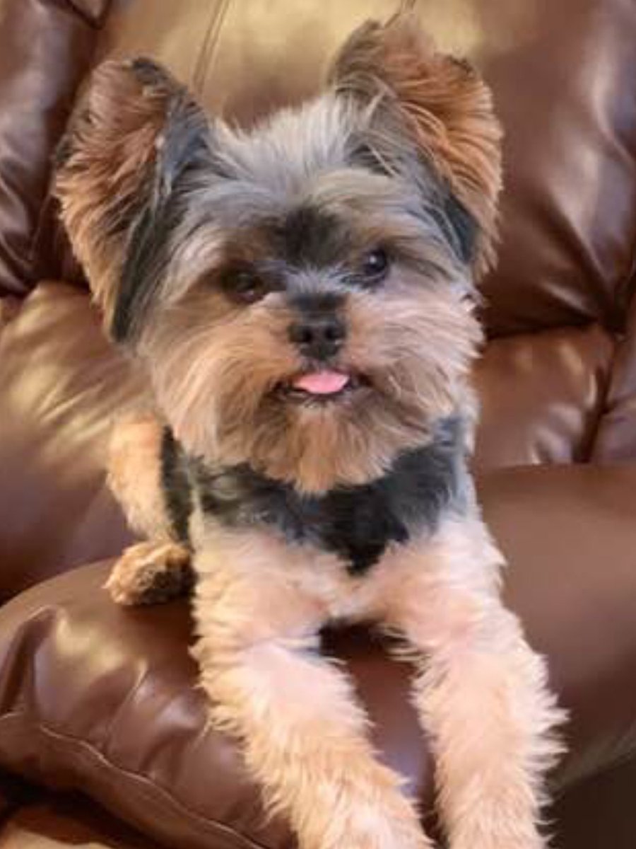 Hersson Handler (@herssonh) on Twitter photo 