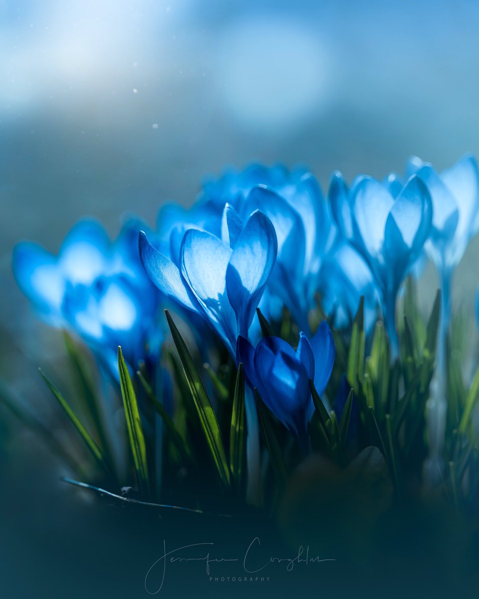 How exquisite, the creation of new life 🌱

<a href="/MacroHour/">#MacroHour 🌿</a> <a href="/ThePhotoHour/">#ThePhotoHour</a> #NaturePhotography #flowerphotography 
#spring