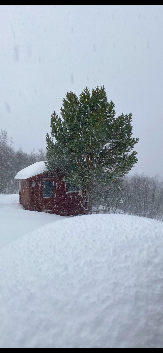 LenaWarelius's tweet image. Second day of snow blizzard #thenewarctic #Blizzard #暴风雪 #吹雪 #nevasca #метель #Tormenta #Tempete #عاصفة_يونيس #Arctic #storm