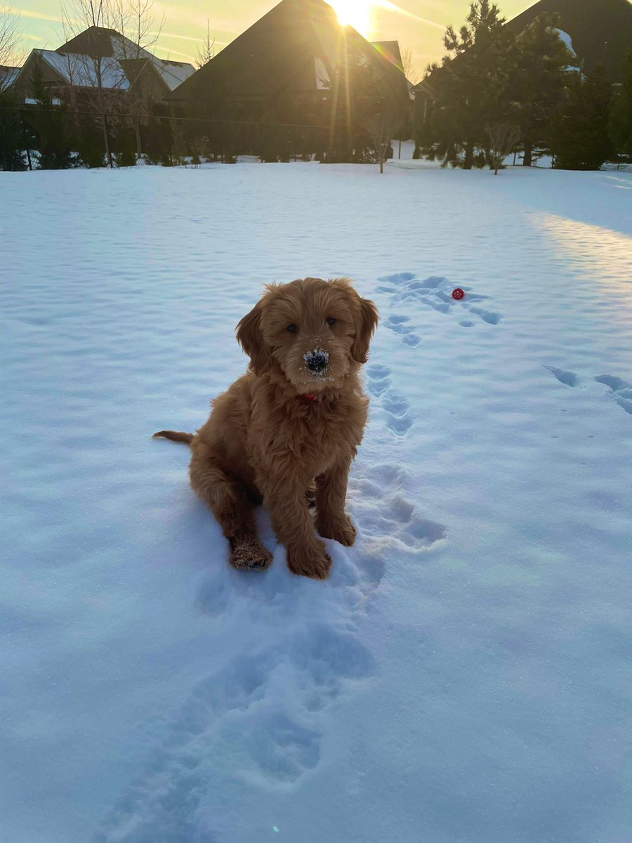 Here is to filling your feed w/something positive - please meet Stella! 
She’s our mini goldendoodle, she’s 14 weeks old and loves snow and cuddles. ❤️