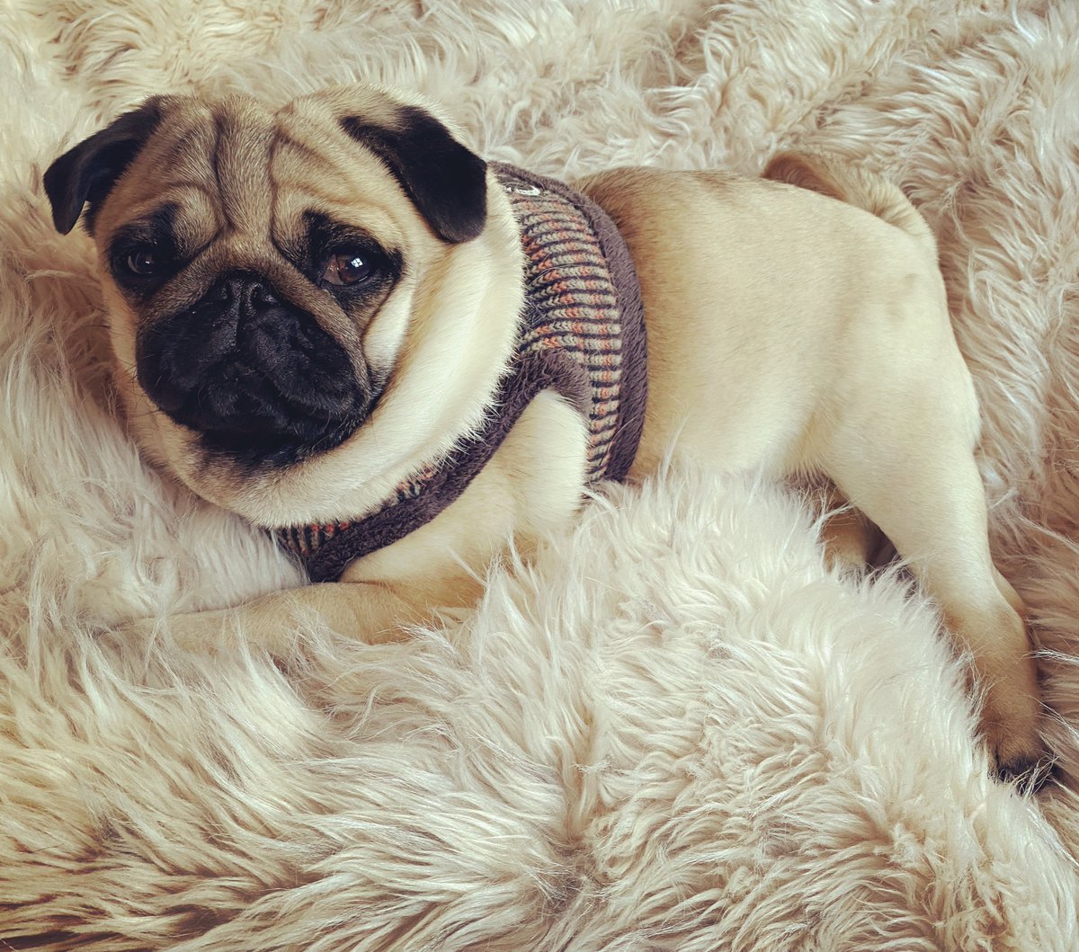 davidia919's tweet photo. Help Betty Nugget make her way into the pages of Dogster Magazine and take home a $5,000 cash prize! https://t.co/y8ODShXMWb https://t.co/hFF2hydahq