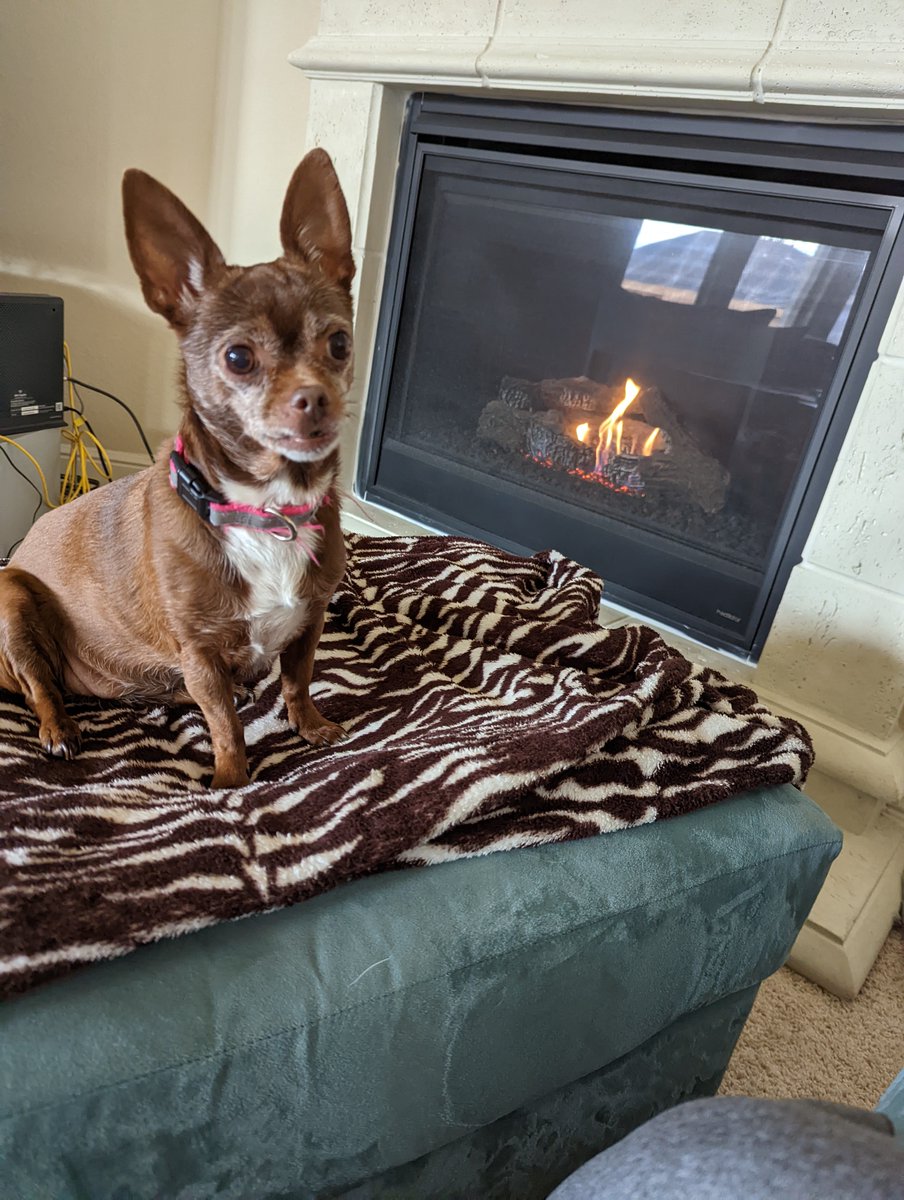 instapathbio's tweet photo. It's a chilly morning here @TXMedCenter! Show us how you like to stay warm! #petsofpath #PathTwitter
@VetPathSurrey @NicoleJacksonMD @smlungpathguy @gtevaristomd @crazycatpath https://t.co/8jb9MDXCW3