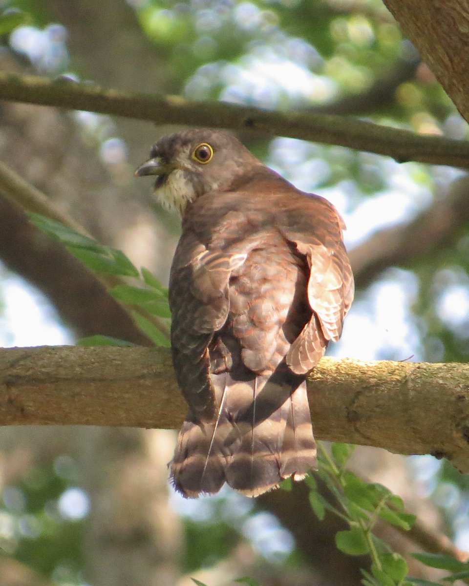 koolshark2's tweet photo. A bit of debate amongst those present if this a #LargeHawkCuckoo or #HodgesonsHawkCuckoo. Either way they are uncommon #birdsinsingapore. Today at Pasir Ris this one flew within 2 feet of me! #nparksbuzz https://t.co/pYgEKunQyF