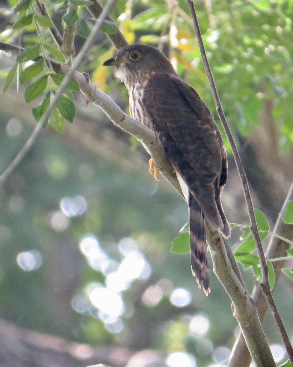 koolshark2's tweet photo. A bit of debate amongst those present if this a #LargeHawkCuckoo or #HodgesonsHawkCuckoo. Either way they are uncommon #birdsinsingapore. Today at Pasir Ris this one flew within 2 feet of me! #nparksbuzz https://t.co/pYgEKunQyF