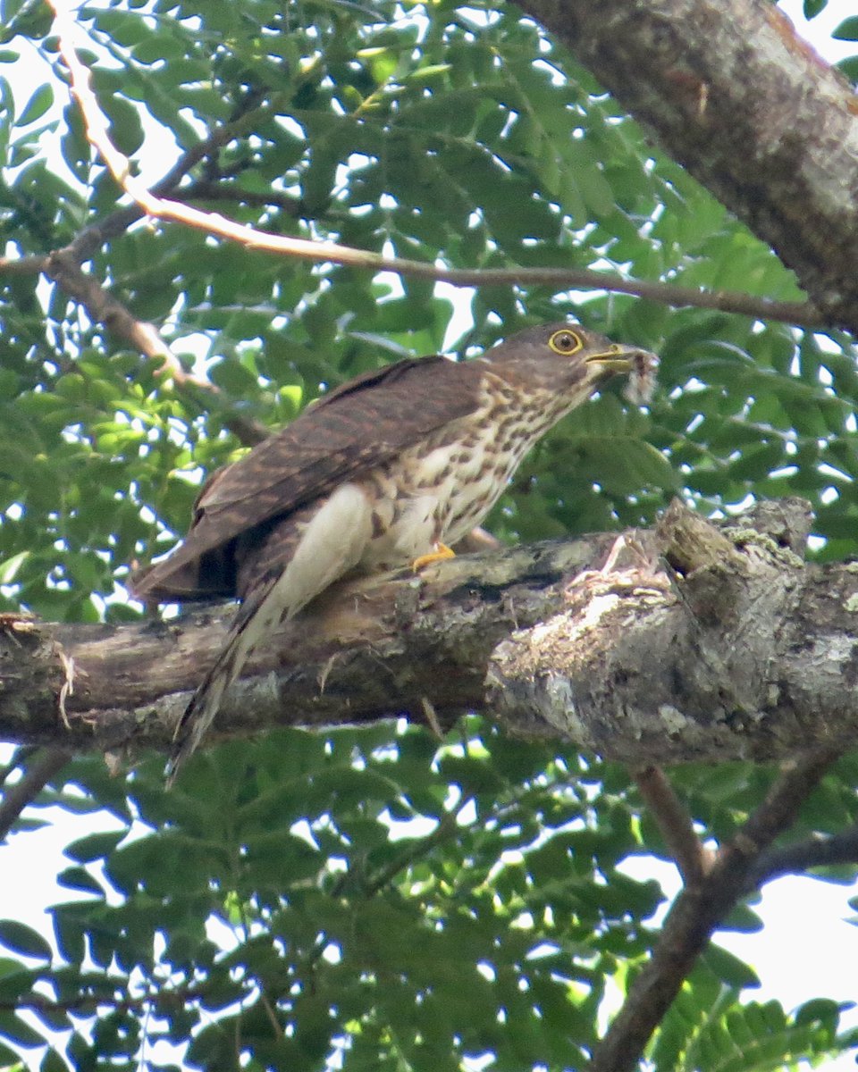 koolshark2's tweet photo. A bit of debate amongst those present if this a #LargeHawkCuckoo or #HodgesonsHawkCuckoo. Either way they are uncommon #birdsinsingapore. Today at Pasir Ris this one flew within 2 feet of me! #nparksbuzz https://t.co/pYgEKunQyF
